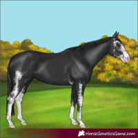 Horse Color:Black Sabino
