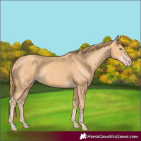 Horse Color:Gold Champagne