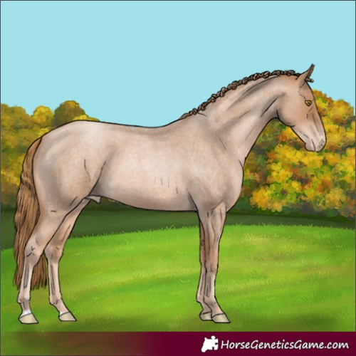 Horse Color:Red Roan Pearl Varnish