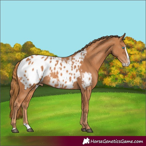 Horse Color:Chestnut Splash Blanket 
