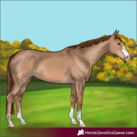 Horse Color:Red Dun