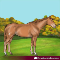 Horse Color:Chestnut 