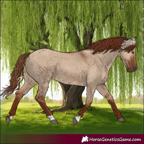 Horse Color:Red Dun 