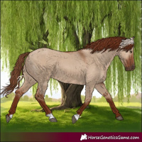 Horse Color:Red Dun 