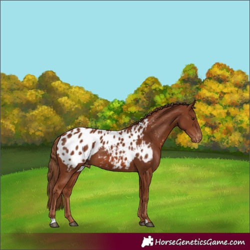Horse Color:Chestnut Blanket 