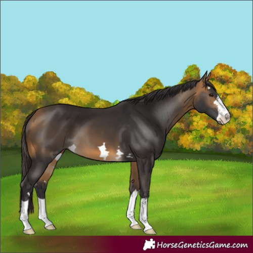 Horse Color:Buckskin 