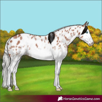 Horse Color:Silver Brown Sabino Splash Near Leopard 