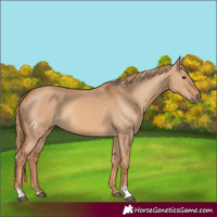 Horse Color:Red Dun