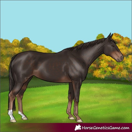 Horse Color:Liver Chestnut 