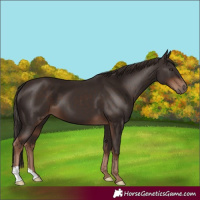 Horse Color:Liver Chestnut