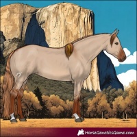 Horse Color:Red Dun 