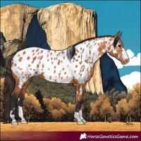 Horse Color:Bay Blanket