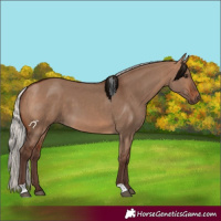 Horse Color:Silver Bay Dun