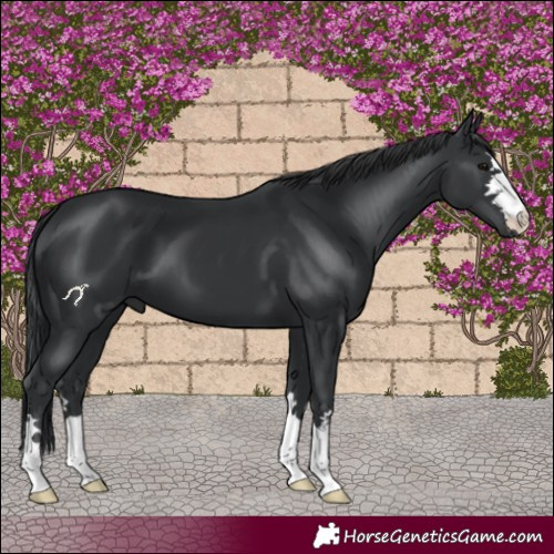 Horse Color:Black 