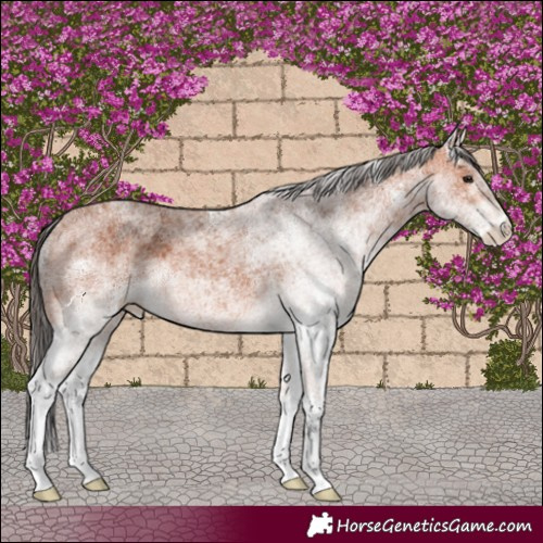 Horse Color:White Spotted Bay 