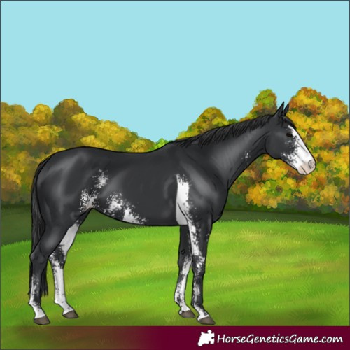Horse Color:Black Sabino