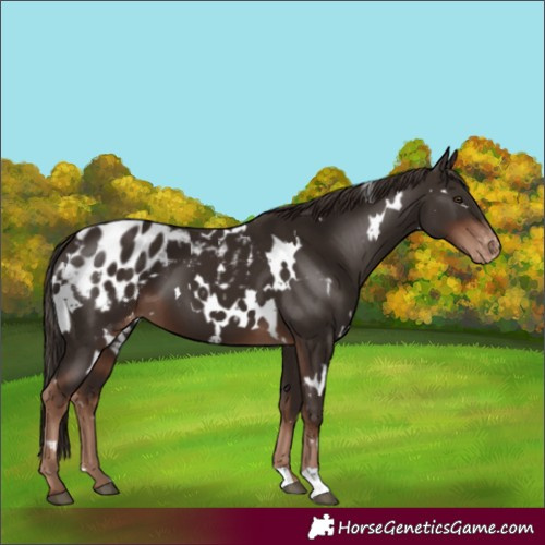 Horse Color:White Spotted Liver Chestnut Appaloosa