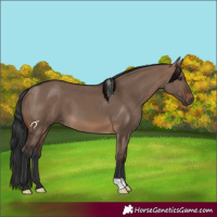 Horse Color:Brown Dun