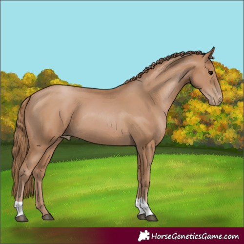 Horse Color:Black Pearl Tobiano