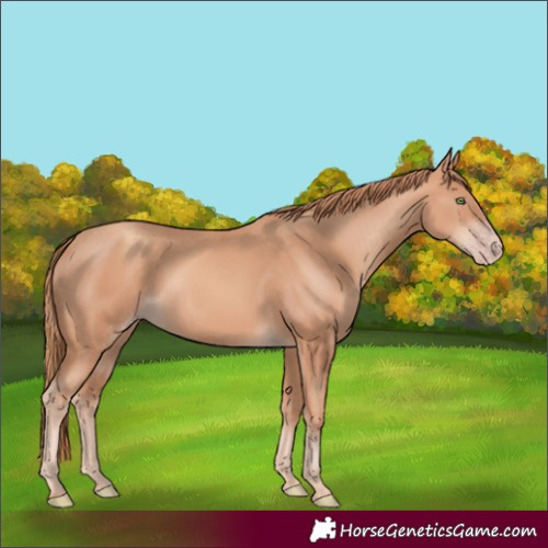 Horse Color:Gold Champagne