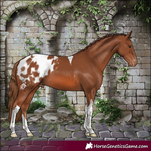 Horse Color:Chestnut Tobiano Appaloosa 