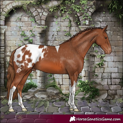 Horse Color:Chestnut Tobiano Blanket 