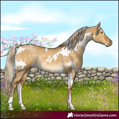 Horse Color:White Spotted Chocolate Palomino Dun Mushroom 