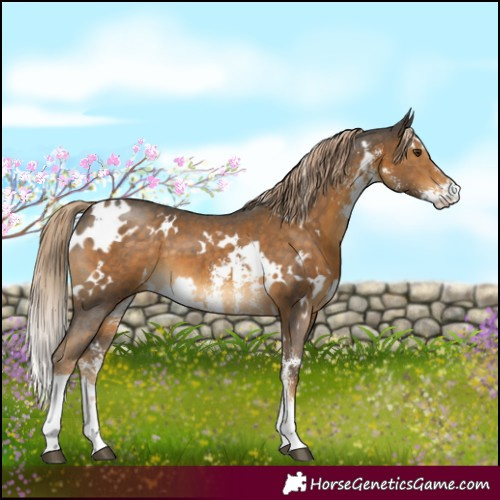 Horse Color:White Spotted Chocolate Palomino Sabino 