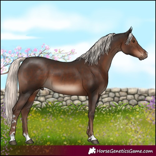 Horse Color:Liver Chestnut Mushroom 