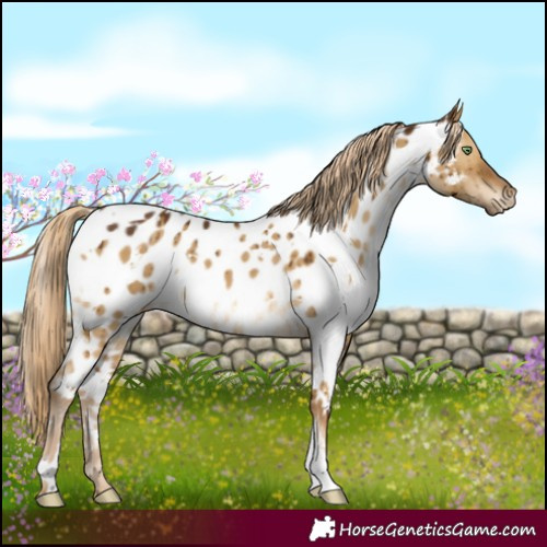 Horse Color:White Spotted Chocolate Palomino Dun Appaloosa Brindle 