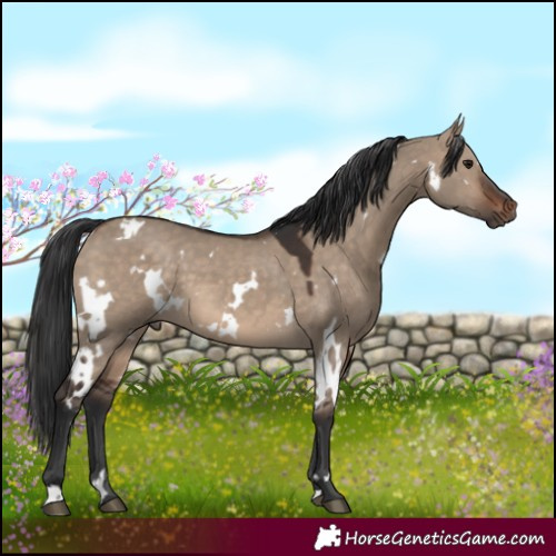 Horse Color:White Spotted Brown Dun