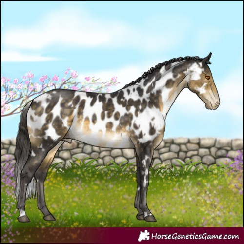 Horse Color:White Spotted Buckskin Mushroom Appaloosa 