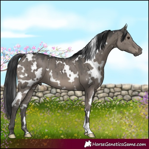 Horse Color:White Spotted Grullo Mushroom Brindle 