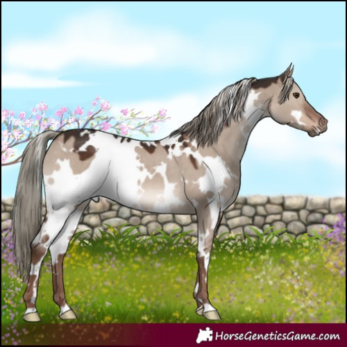 Horse Color:White Spotted Liver Red Dun Mushroom 