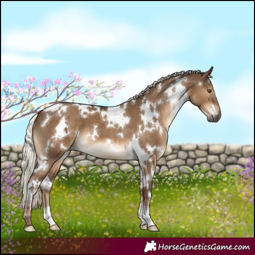 Horse Color:Gray White Spotted Liver Red Dun Mushroom