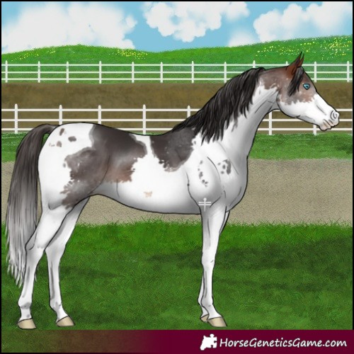 Horse Color:Brown Splash Tobiano