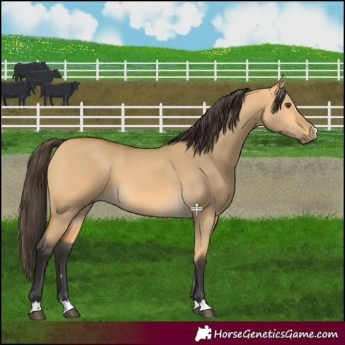 Horse Color:Buckskin Dun 