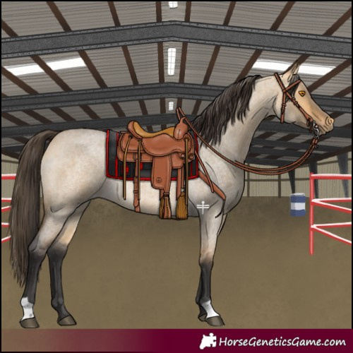 Horse Color:Buckskin Roan Dun Rabicano 