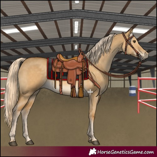 Horse Color:Palomino Dun