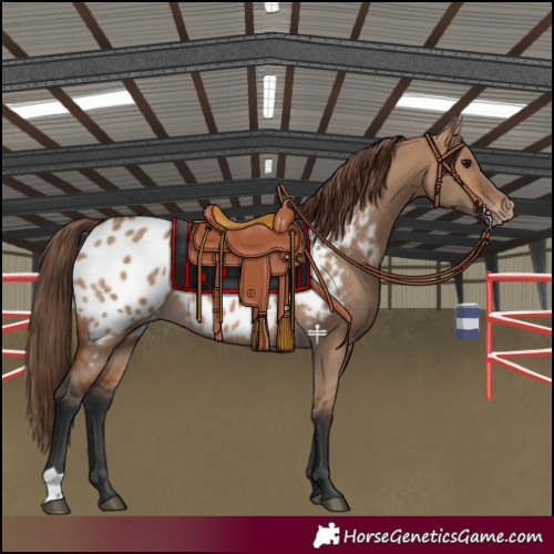 Horse Color:Bay Dun Appaloosa