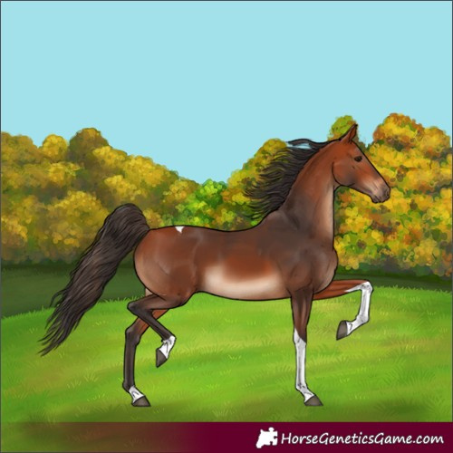 Horse Color:Bay Tobiano 