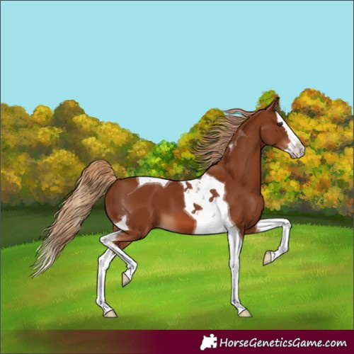 Horse Color:Chestnut Splash Tobiano
