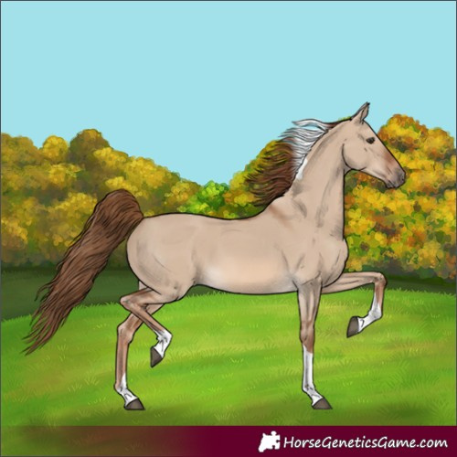 Horse Color:Red Dun Tobiano 