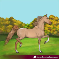 Horse Color:Red Dun Tobiano