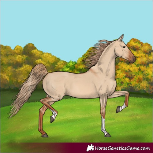 Horse Color:Red Dun Tobiano 