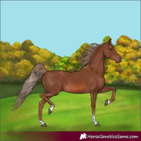 Horse Color:Chestnut Tobiano Rabicano 