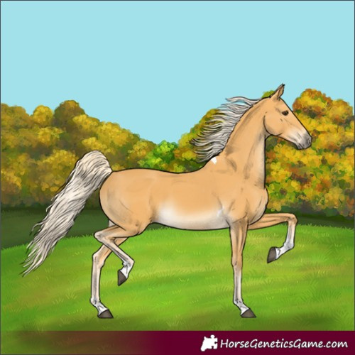 Horse Color:Palomino Tobiano 
