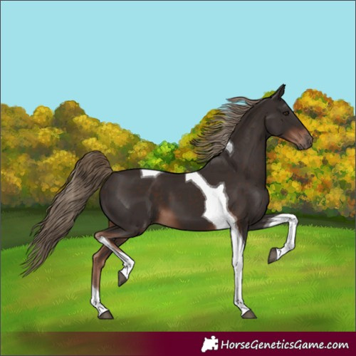 Horse Color:Liver Chestnut Tobiano