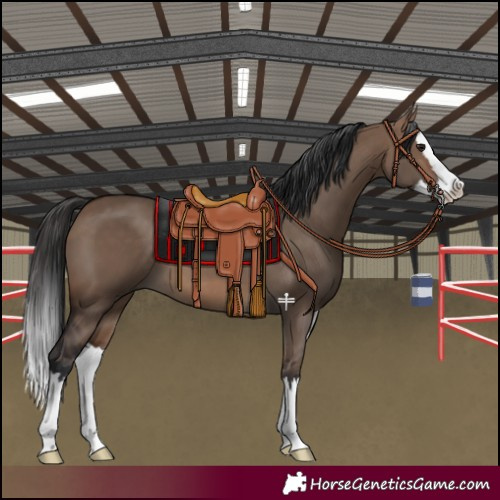 Horse Color:Brown Dun Splash