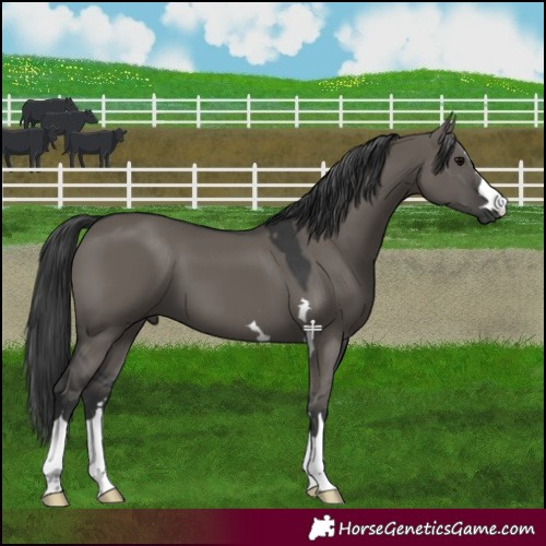 Horse Color:Grullo